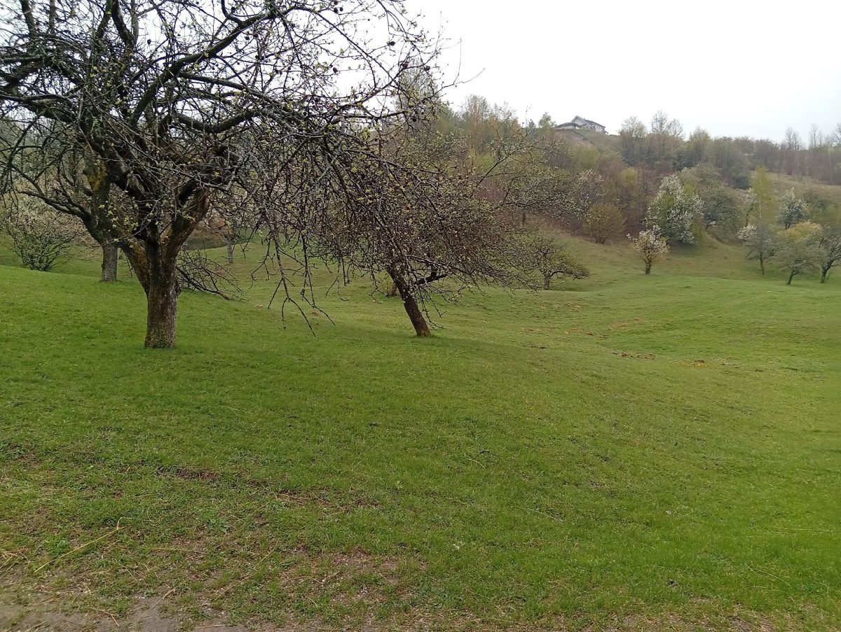 Miniatură 10