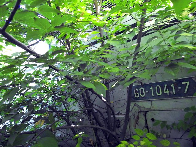 Miniatură 2