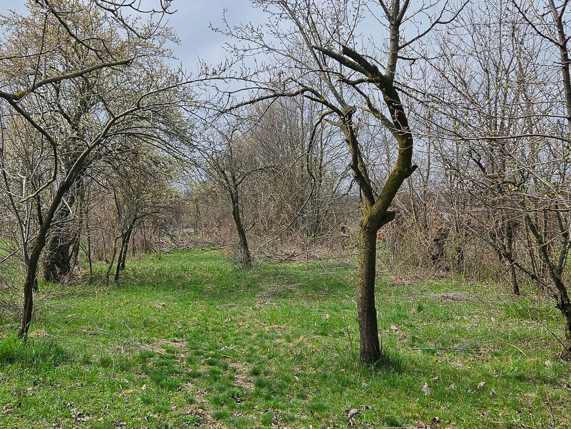 Livada - INTRAVILAN in suprafata de 1561 MP 1