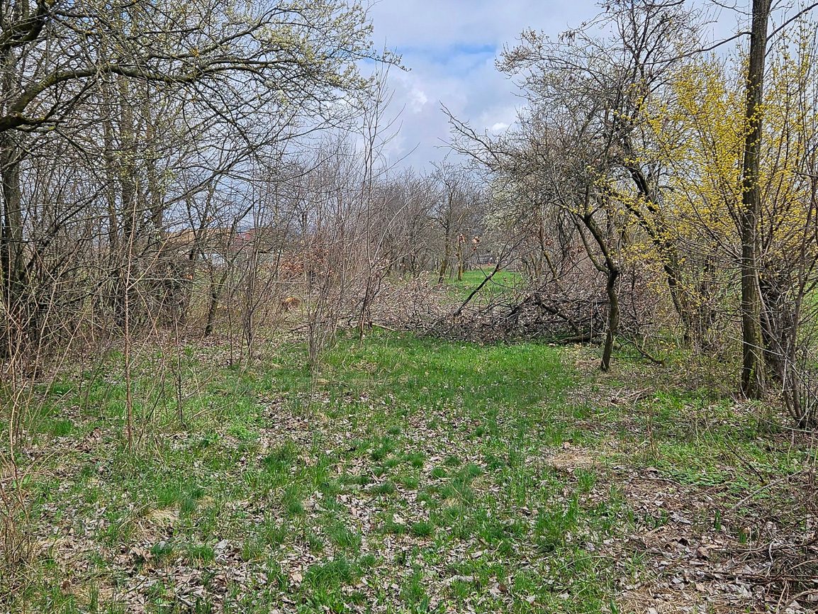 Miniatură 2