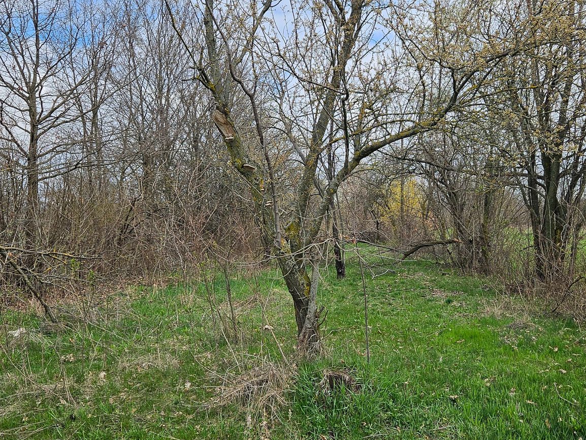 Miniatură 3