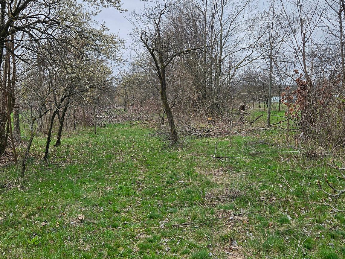 Miniatură 4