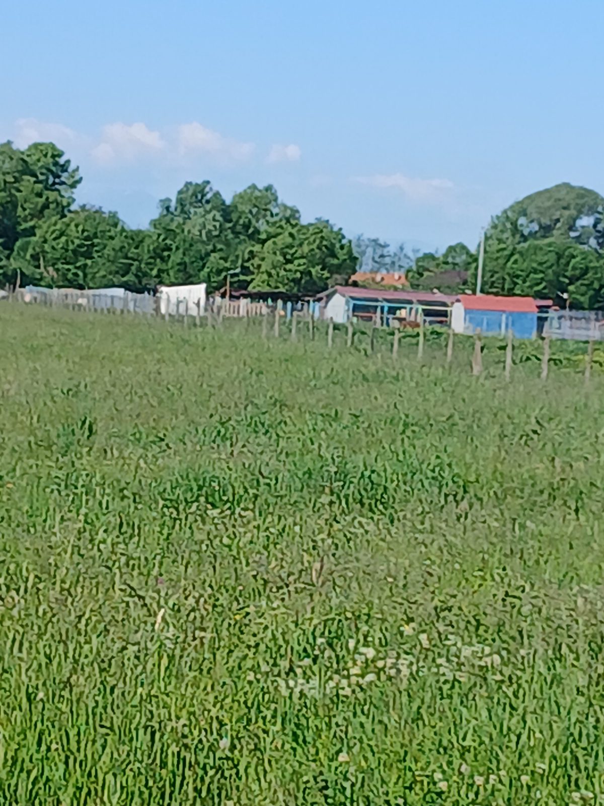 Miniatură 2