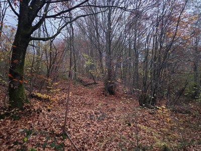 Padure - EXTRAVILAN in suprafata de 3600 MP
