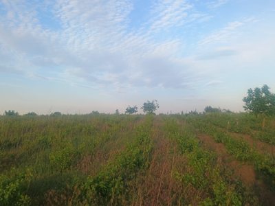 Teren agricol - extravilan