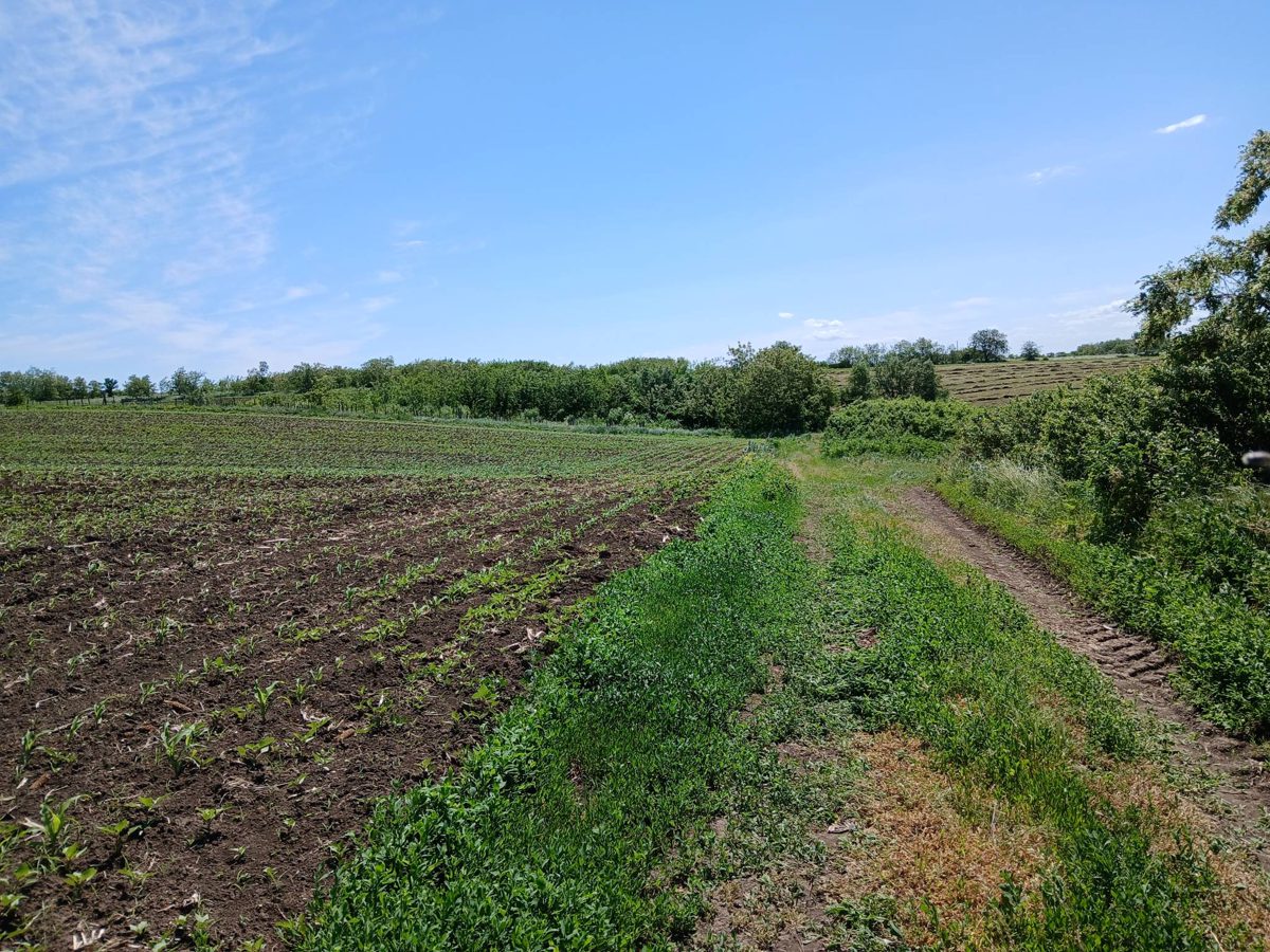 Miniatură 2