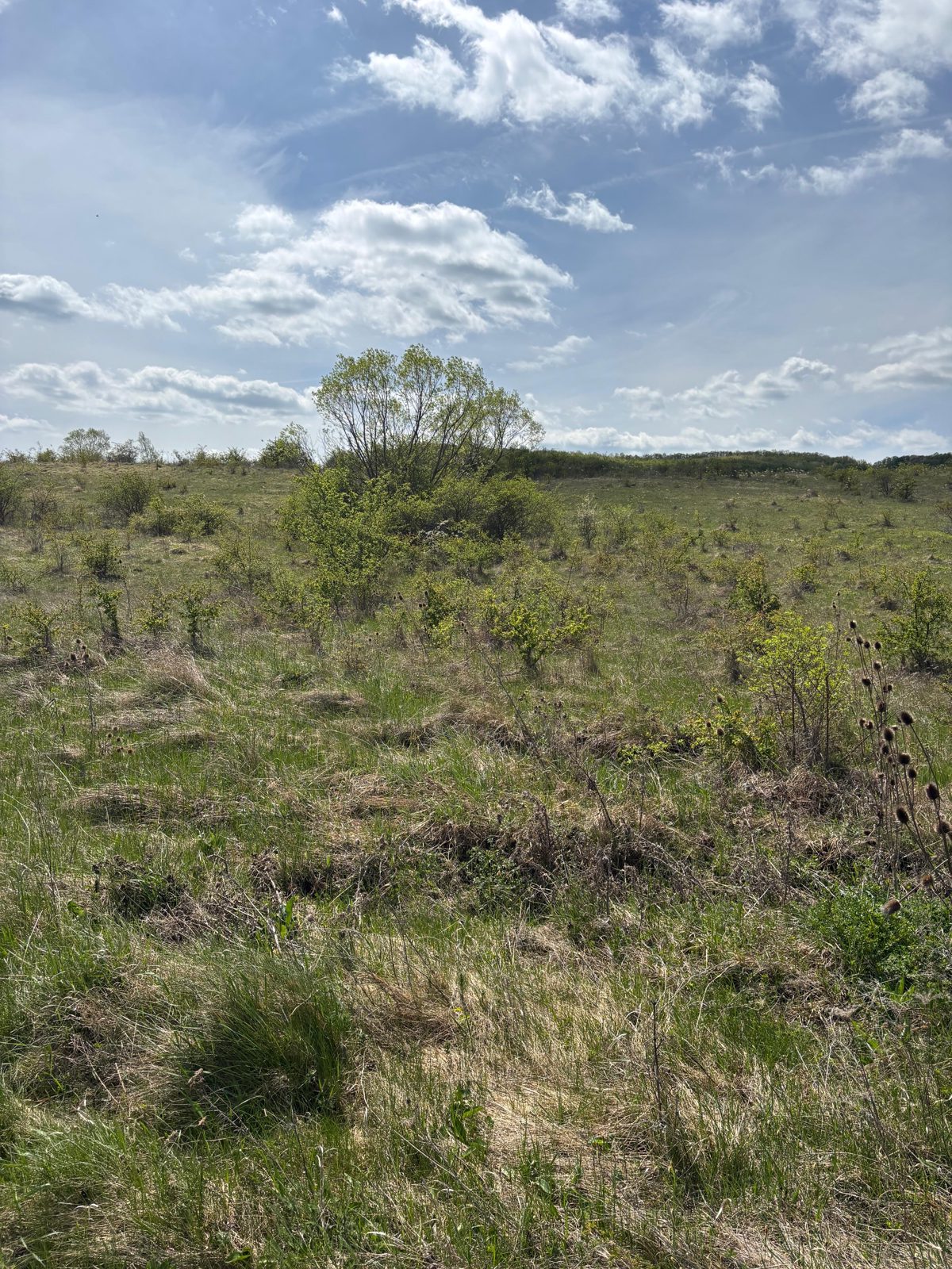 Teren intravilan, cota de ½, in suprafata de 2150 mp situat in loc.Macicasu com. Chinteni, jud. Cluj 1