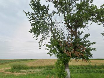Miniatură 5