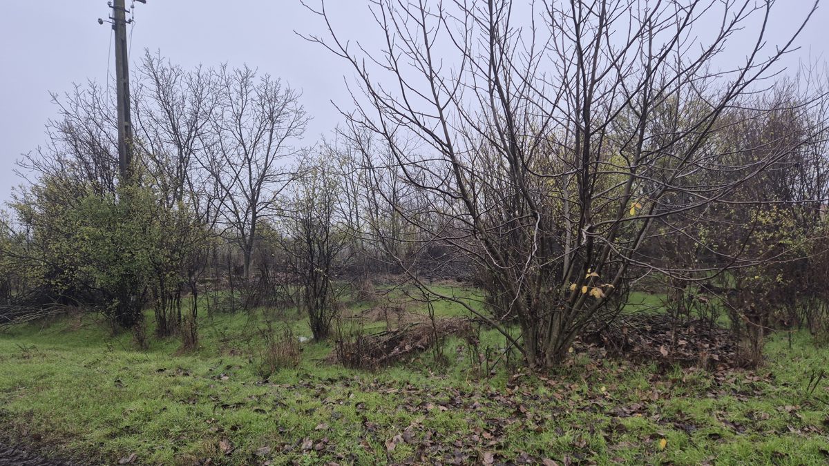 Miniatură 12