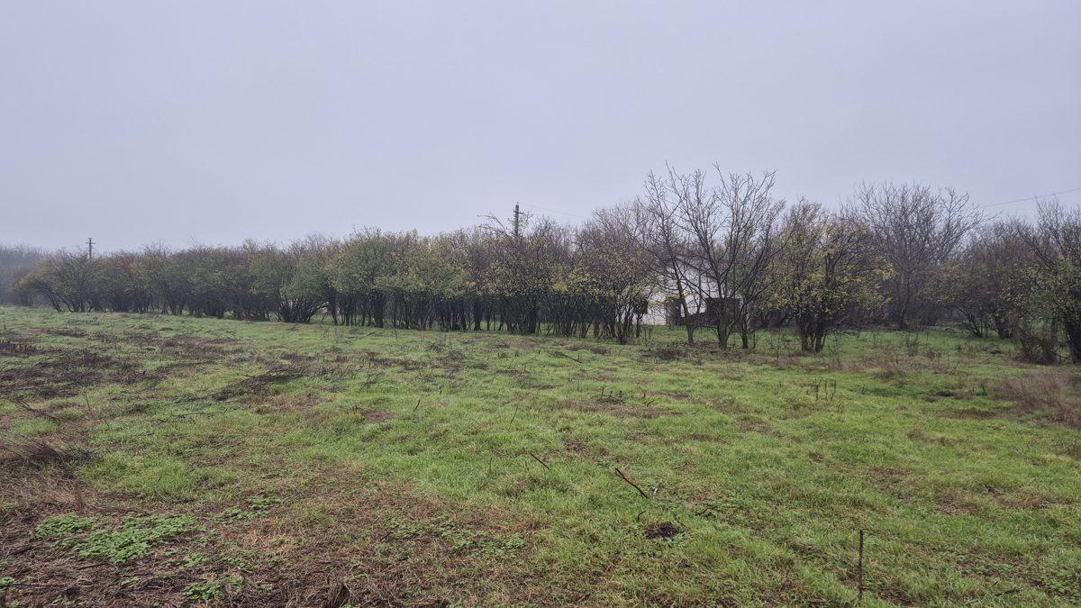 Miniatură 13