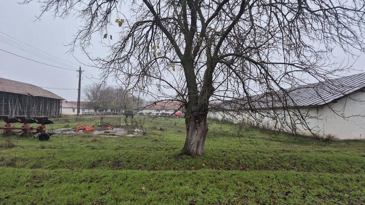 Miniatură 19