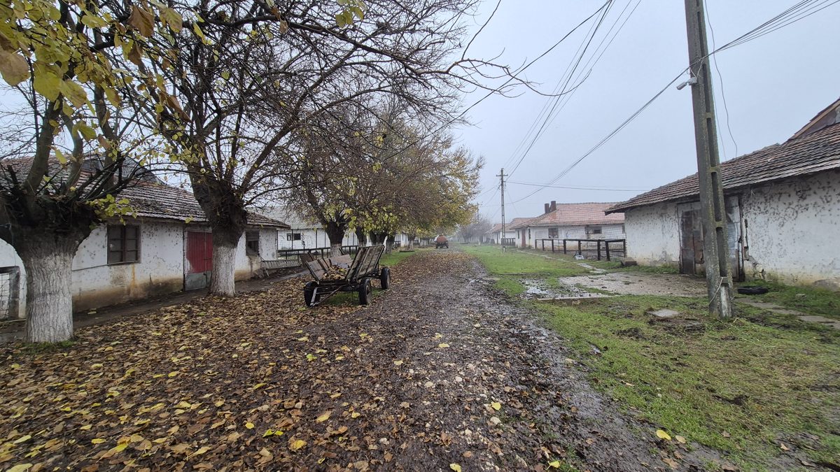 Miniatură 3