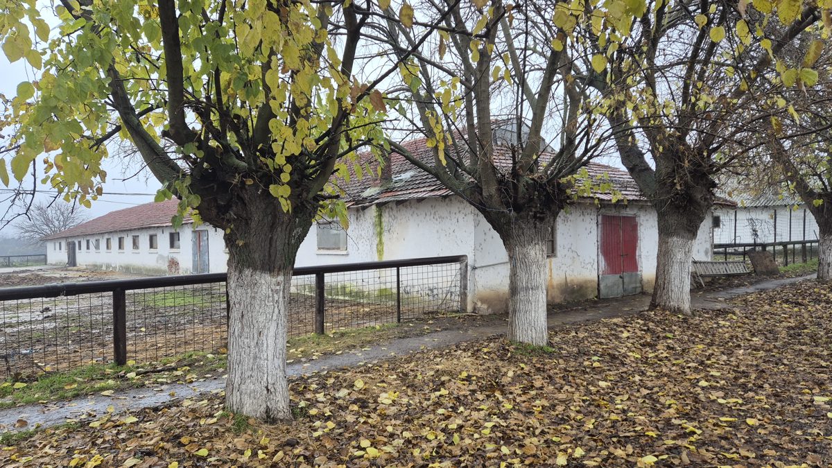 Miniatură 10