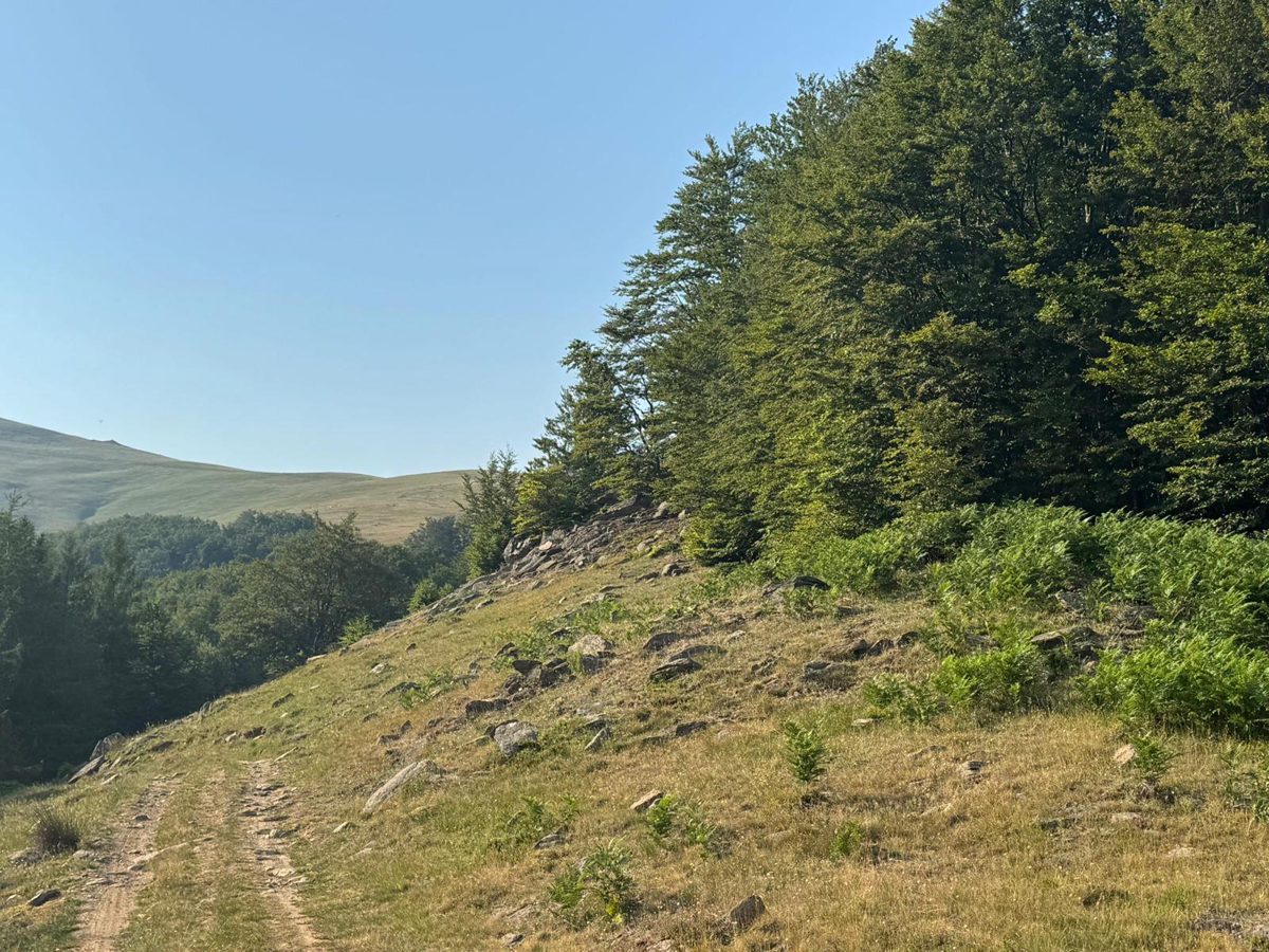 Pasune - extravilan in suprafata de 203092 MP 1