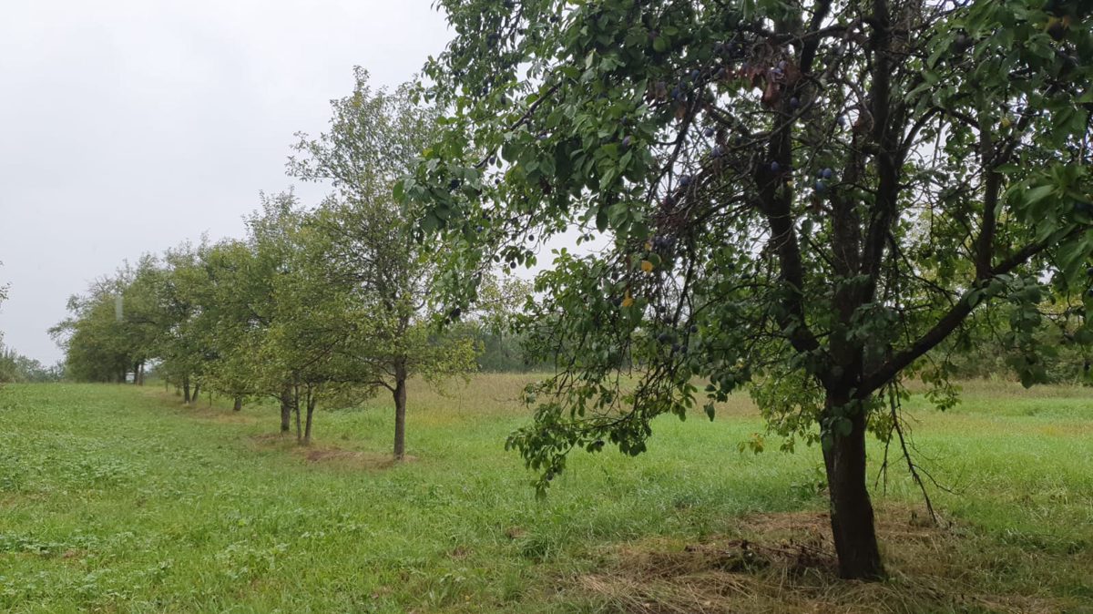 Miniatură 4