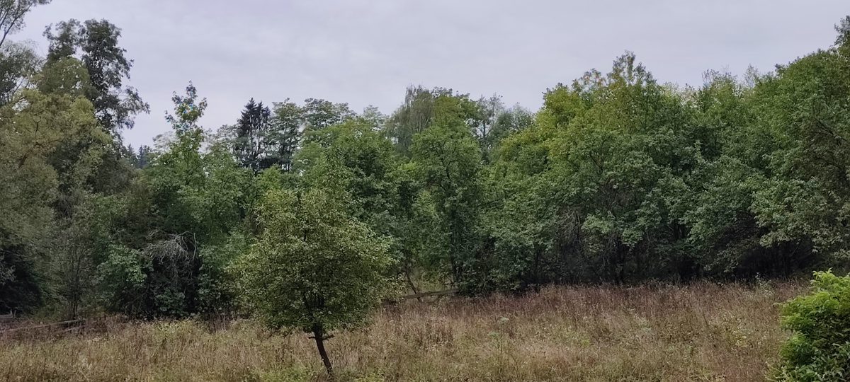 Miniatură 4