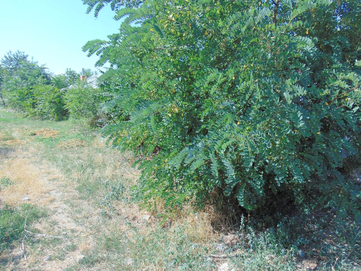 Miniatură 4