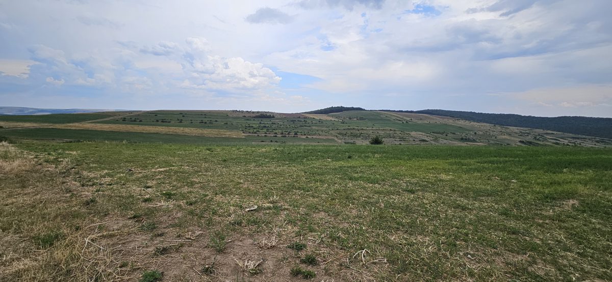 Miniatură 2