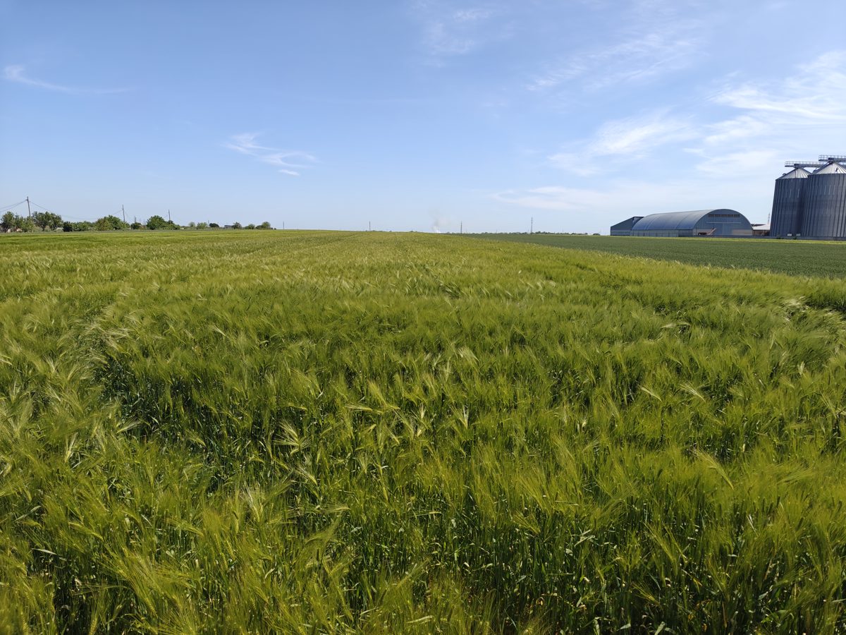 Teren agricol - 10.000 mp 1