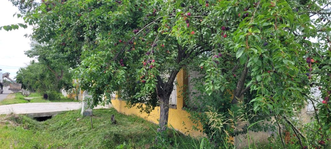 Miniatură 3