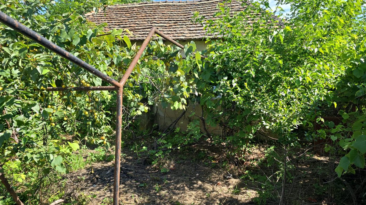 Miniatură 4