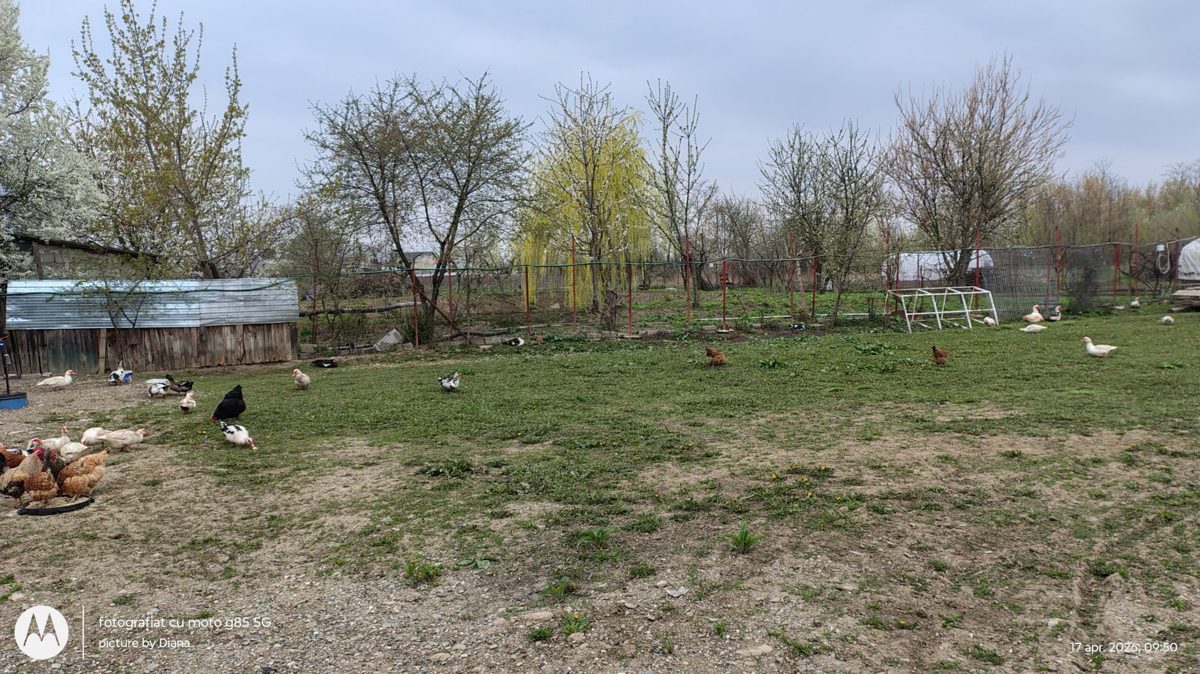 Miniatură 4