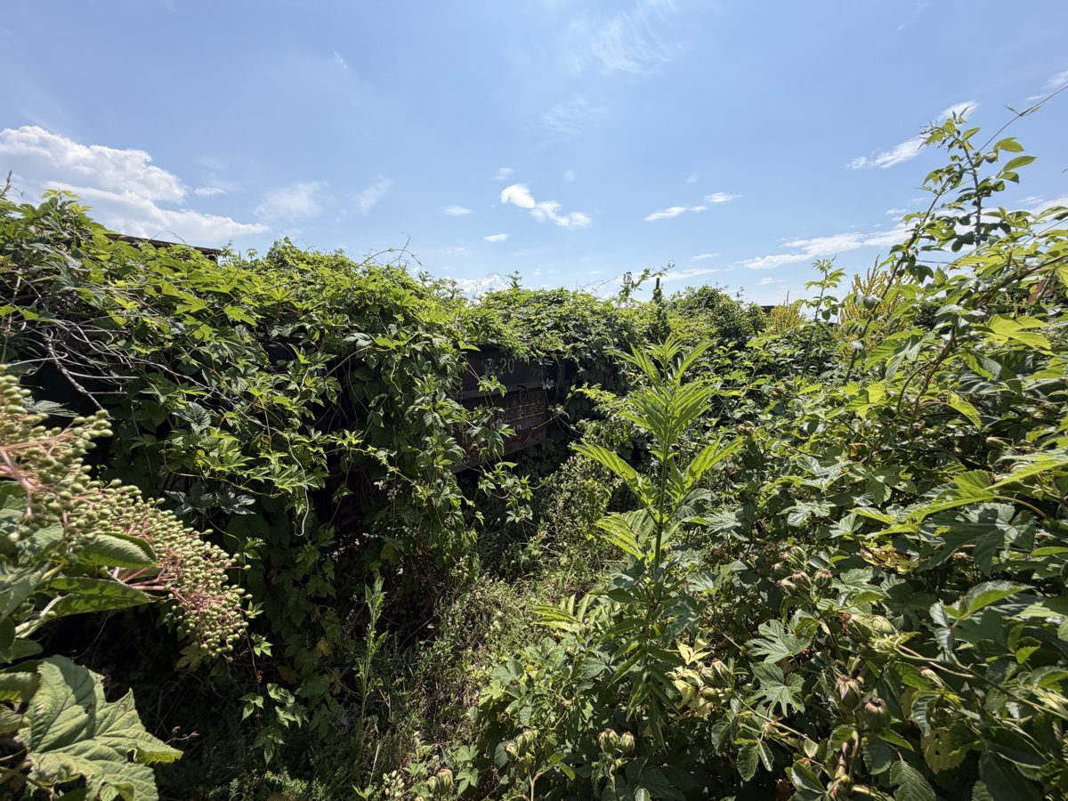 Miniatură 2