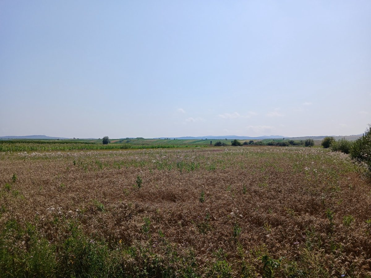 Teren agricol - extravilan in suprafata de 3281 MP 1