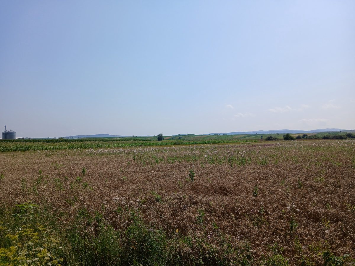 Miniatură 2