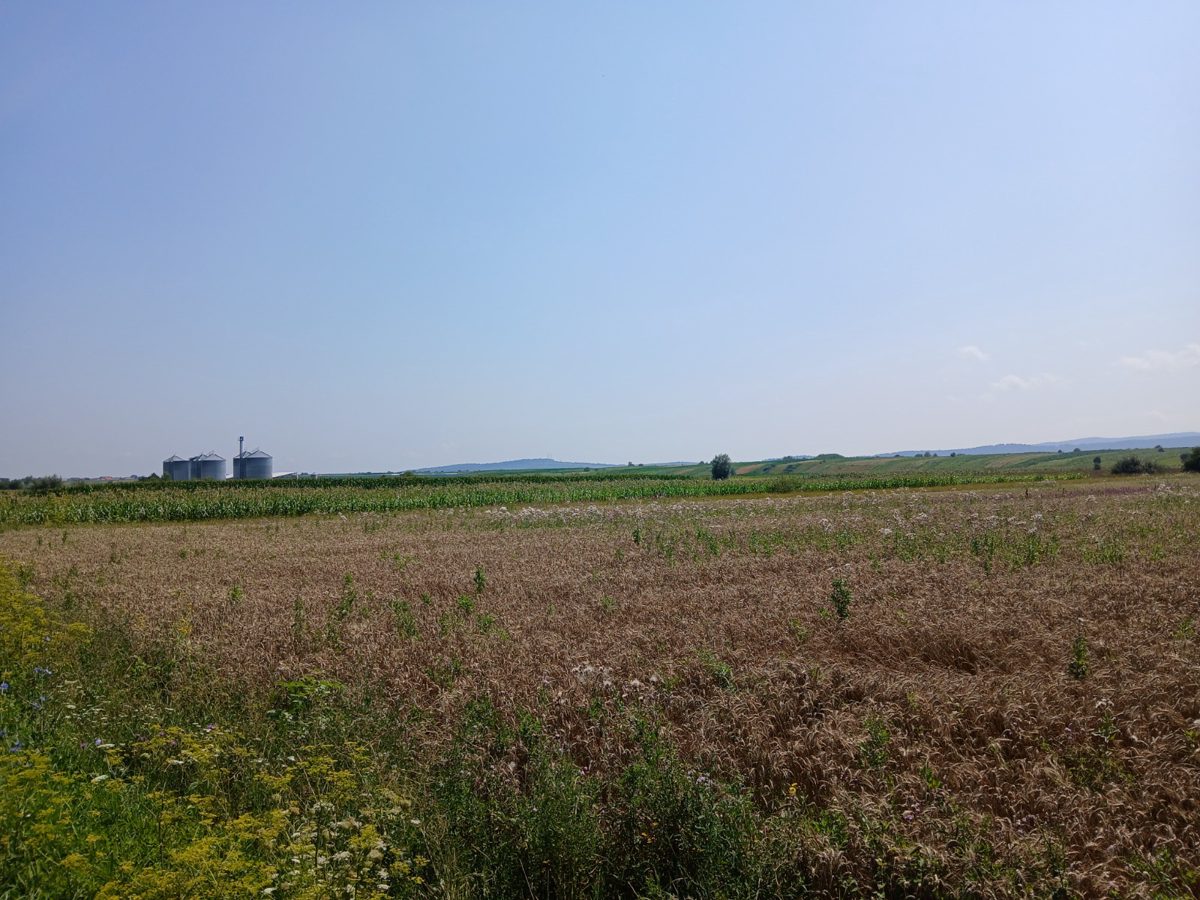 Miniatură 3
