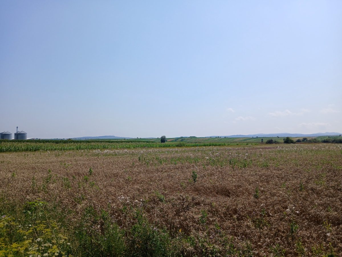 Miniatură 4