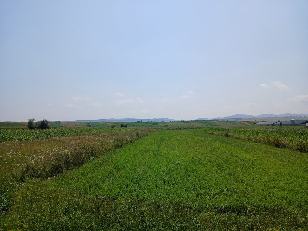Miniatură 8