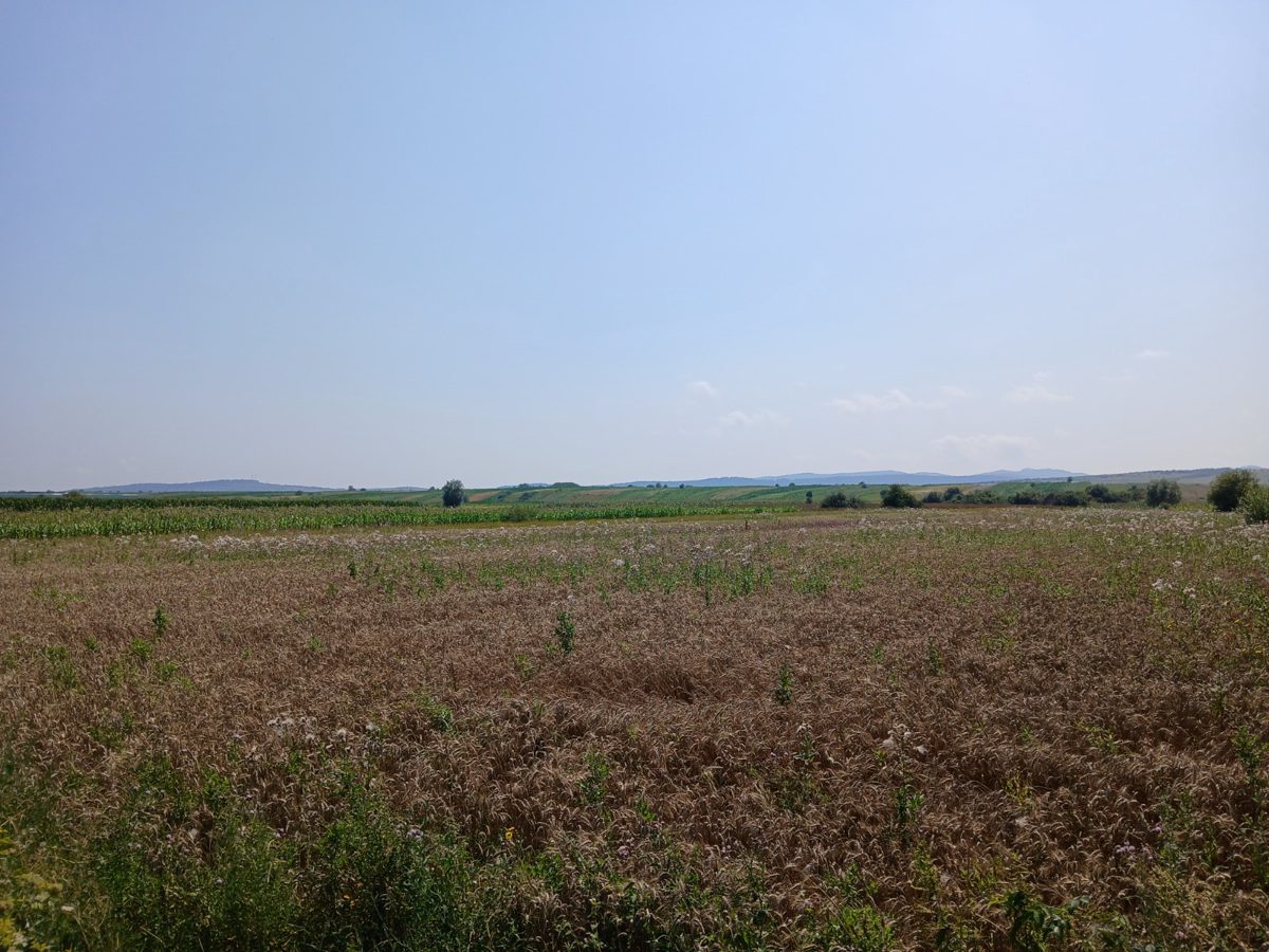 Miniatură 10
