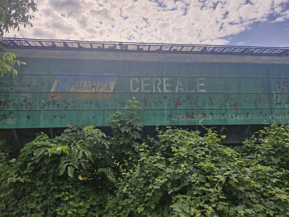Miniatură 3