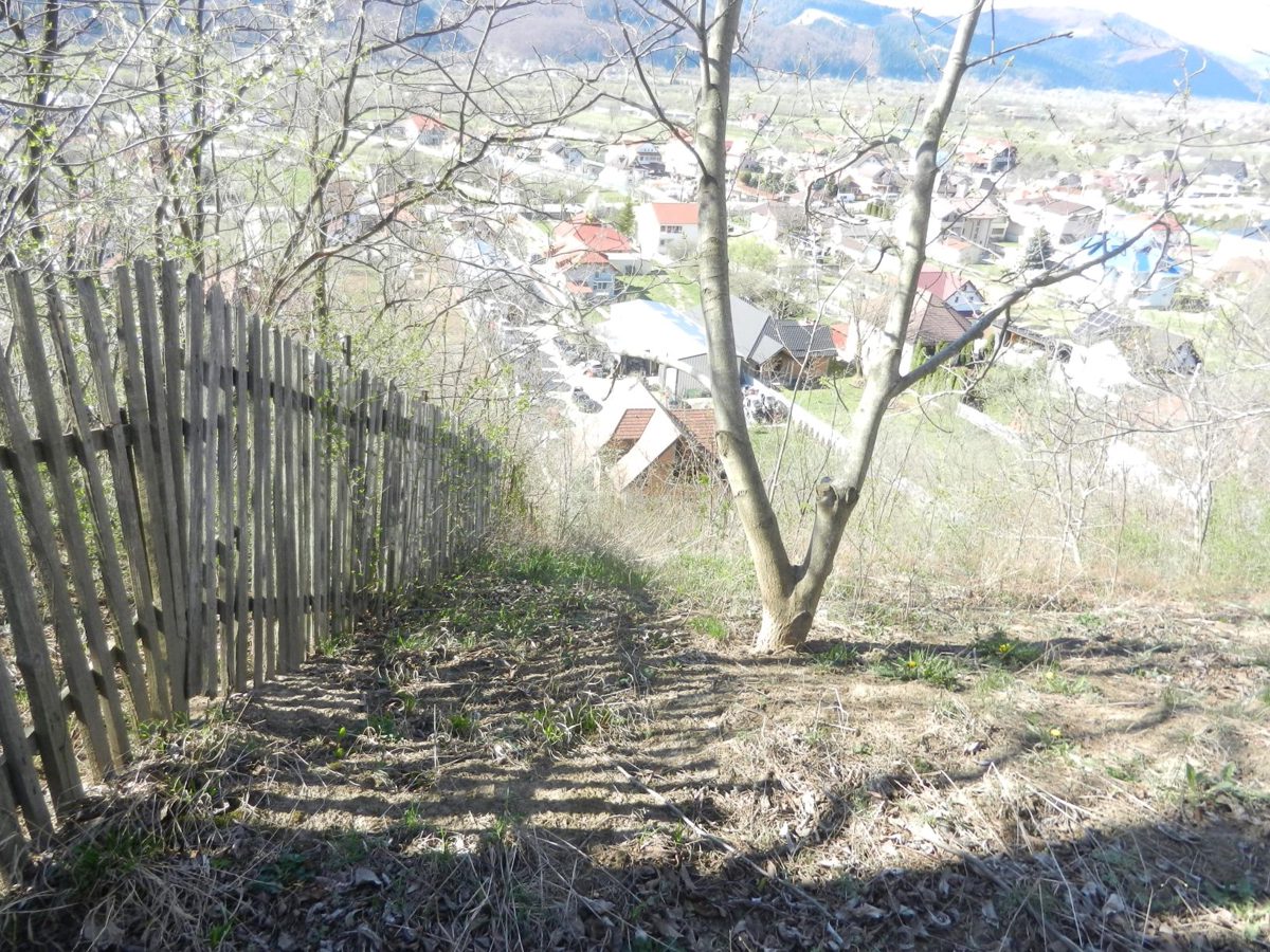 Miniatură 7