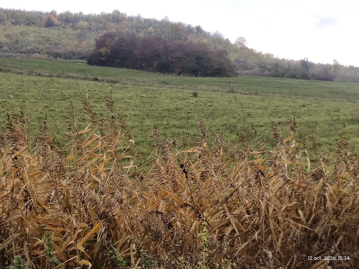 Teren agricol - - 1