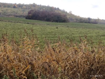 Teren agricol - -