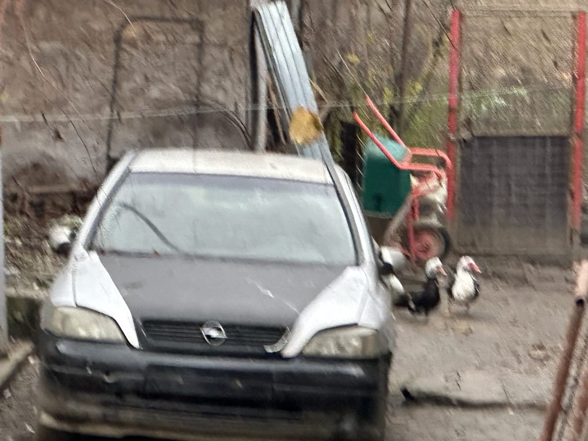 Miniatură 3