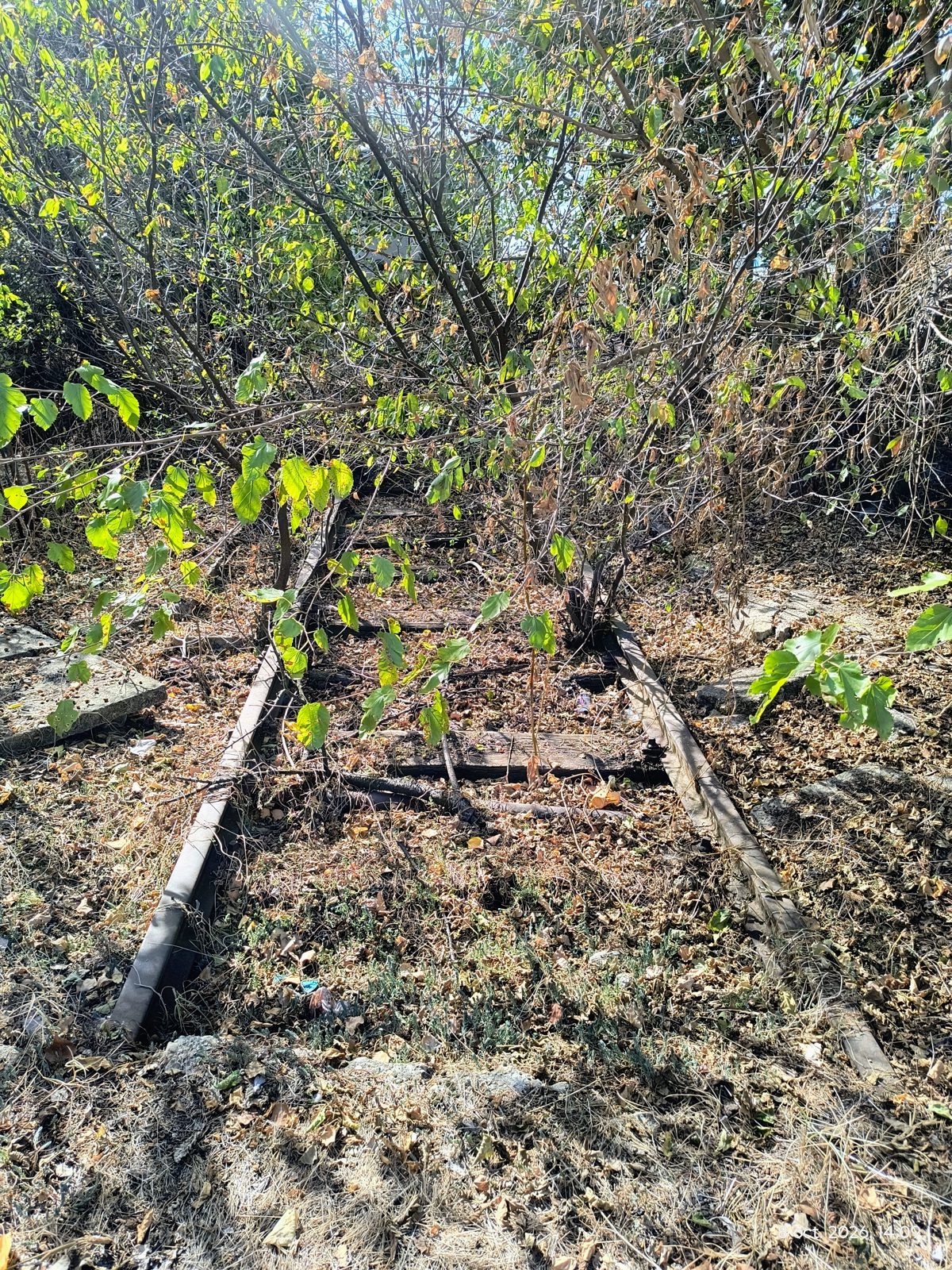 Miniatură 5
