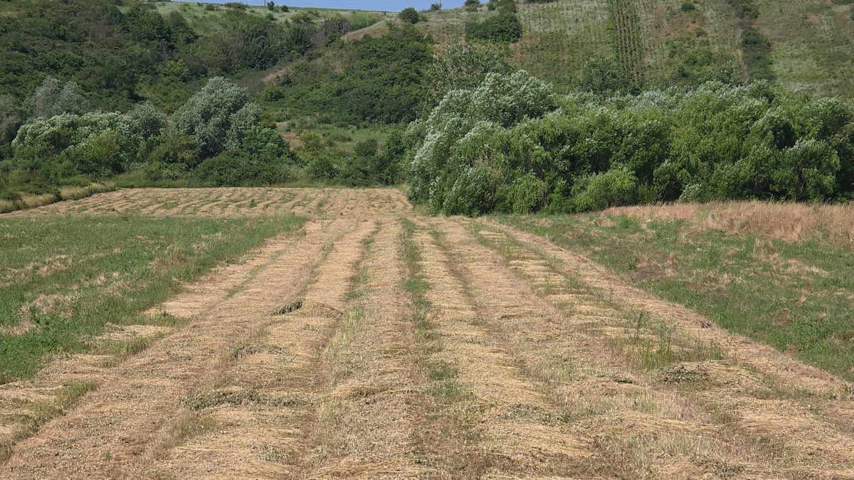 Teren agricol - in suprafata de 5257 MP 1