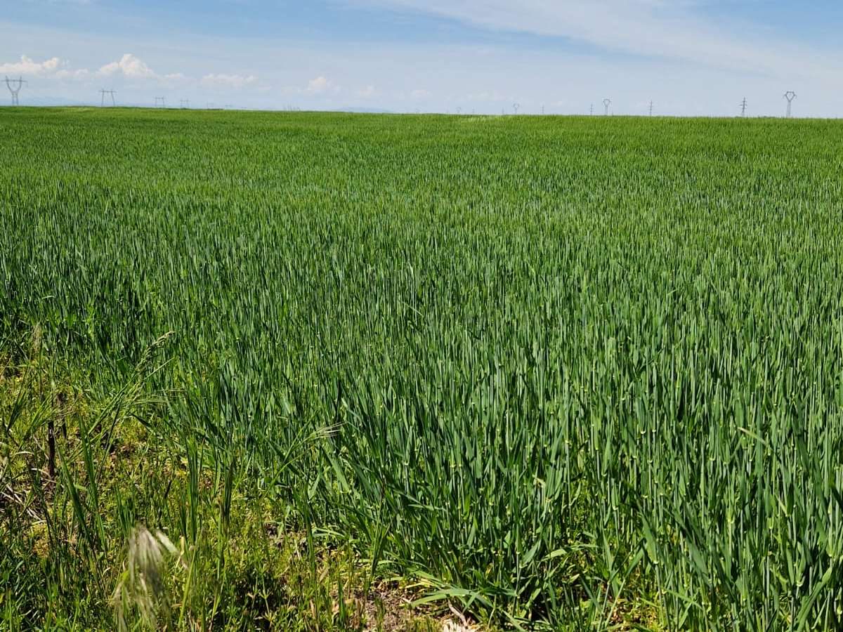 Teren agricol - in suprafata de 2000 MP 1