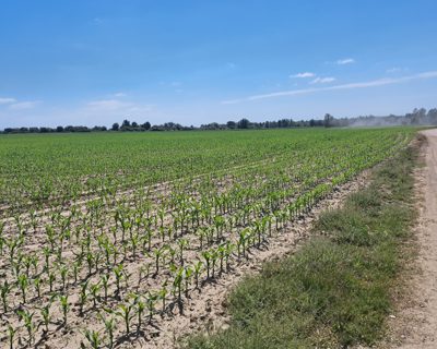 Teren agricol - in suprafata de 2500 MP