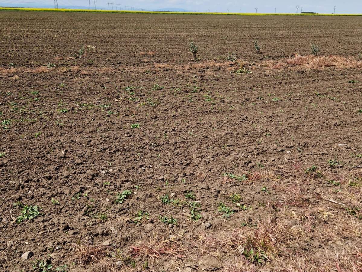 Teren agricol - in suprafata de 2000 MP 1