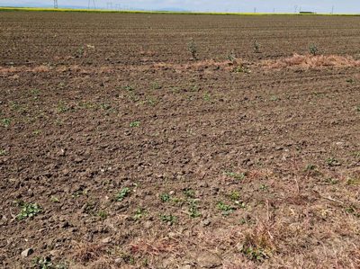Teren agricol - in suprafata de 2000 MP