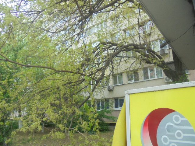 Miniatură 9