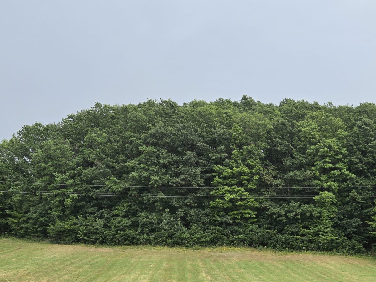 Teren agricol - 1